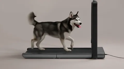 A treadmill stands in a dark room: a narrow flat deck, a vertical column with a screen. A husky walks along it.