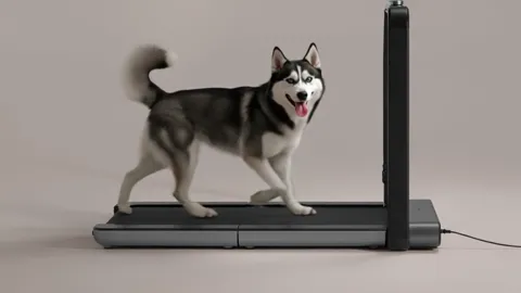 The dog walks evenly, the belt running. The treadmill is low — almost flush with the floor, with no tall frame at the si