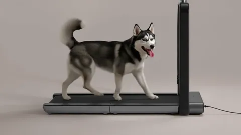 The husky picks up speed, the frame holding the whole length of the deck. The column does not sway — the structure is st