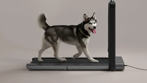 The finale: the dog still walking, the treadmill entire in frame. Ten seconds have shown its size and height in a way pe