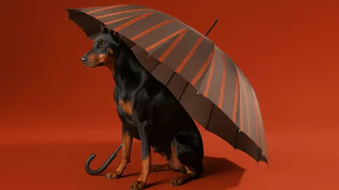 A doberman sits beneath it. The dog gives the scale: the canopy covers it entirely, with room to spare.