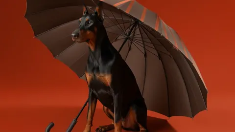 The finale: the dog under the umbrella looking aside, the canopy entire in frame. Five seconds have shown the canopy dia