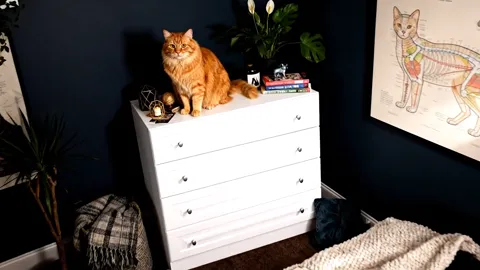 The chest against a dark blue wall: four white drawers with round knobs, a ginger cat on top with books and a candle hol