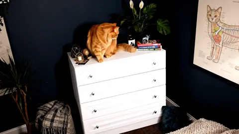 The cat changes position and the light shifts. Routed frames emerge on the white fronts — under direct light they did no