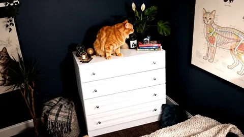 The cat stands, showing the full height of the chest against it. The four drawers are of equal height and the gaps betwe