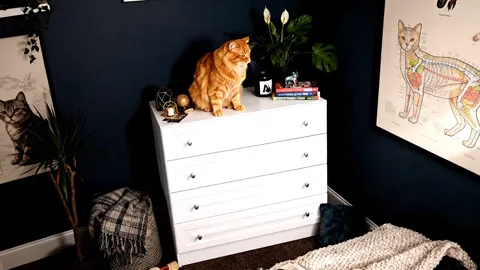 The finale: the cat seated on the chest, the blue wall behind. Eight seconds have shown a white front against a coloured
