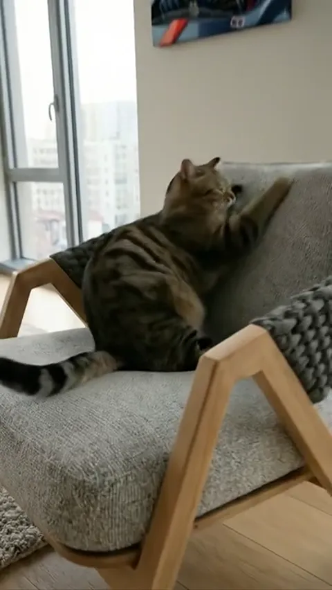 The cat climbs onto the back, the frame closer. The chunky knit is legible: a thick, three-dimensional stitch — the back