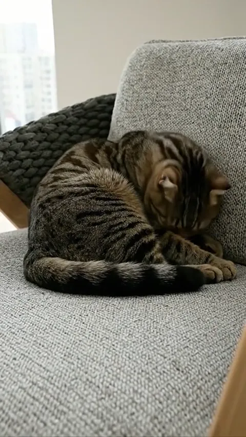 The finale: the cat curls up on the seat. Eight seconds have shown both the texture and the softness of the chair, two w