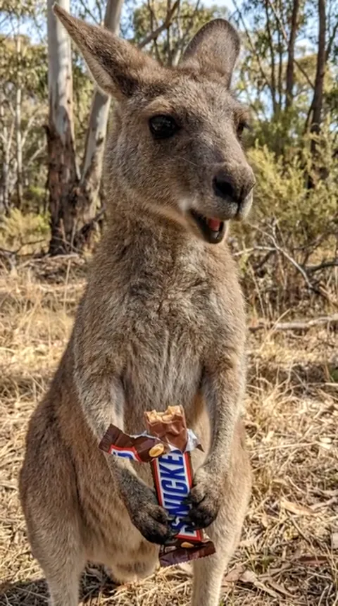 Australian bush, eucalyptus trees: a kangaroo stands facing us holding a bitten chocolate bar. The frame reads as docume