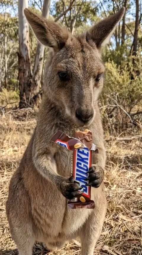 The kangaroo brings the bar to its muzzle. The cut face with nuts and caramel is in focus — the product, not the animal.