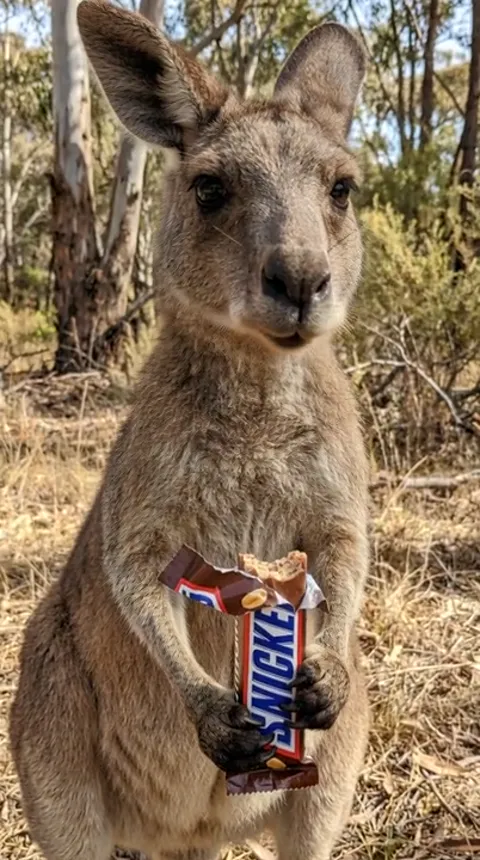 The finale: the kangaroo looks at the camera, the bar in its paws. Five seconds have done what social video is made for 