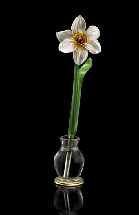 A black ground, a single narcissus in a small glass vase: white petals, an orange corona, a green stem. A reflection at 
