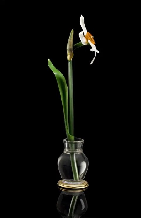 A second bud appears and the stem turns. The plant opens in compressed time while the ground stays absolutely black.