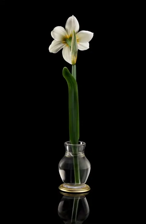 The flower turns to the camera, the petals fully open. The petal texture reads backlit — thin, almost translucent.