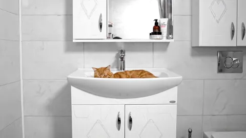 A white bathroom: a basin on a vanity unit, a mirrored cabinet and tap above. A ginger cat lies in the bowl.