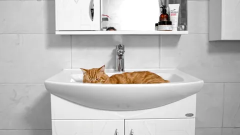 Closer. The cat fills nearly the whole bowl — the internal size of the basin shown without a single figure in millimetre