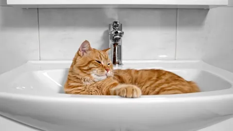 The finale: the cat lying there, the basin entire in frame. Eight seconds have shown the size and shape of the bowl in t